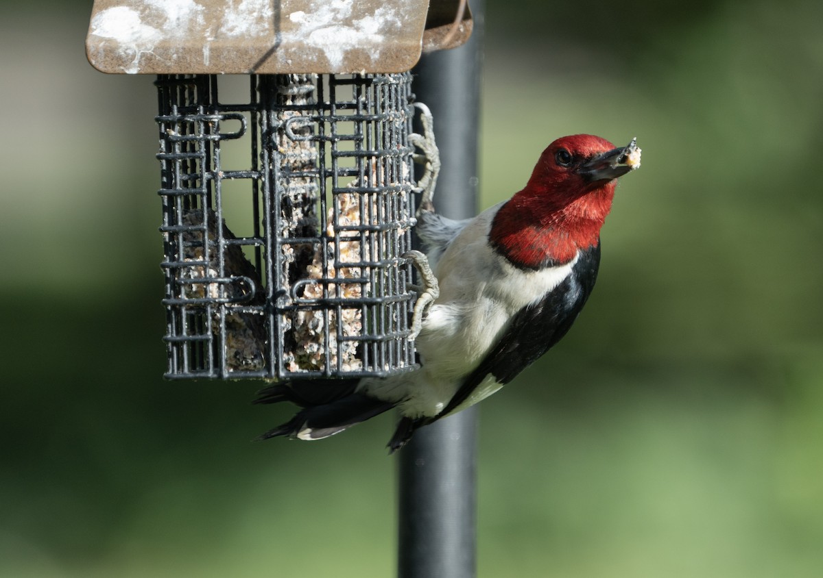 Pic à tête rouge - ML620478677