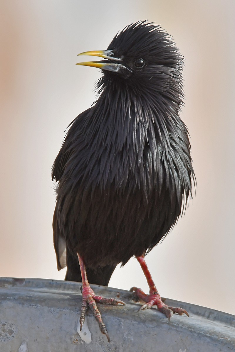 Spotless Starling - ML620478686