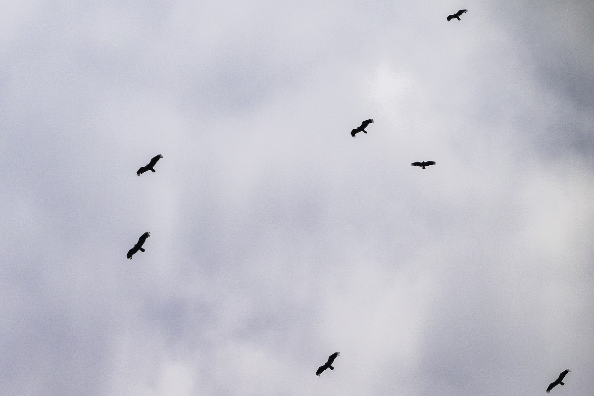 Turkey Vulture - ML620478694