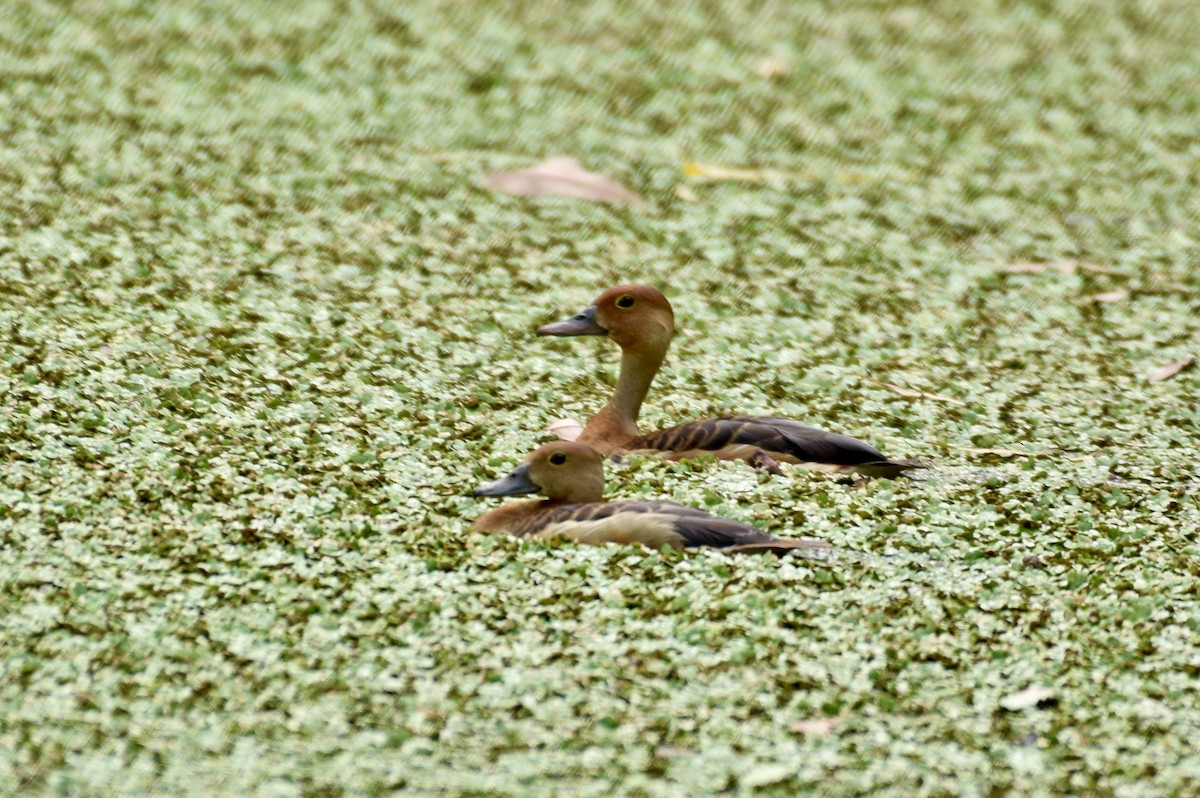 Lesser Whistling-Duck - ML620478707