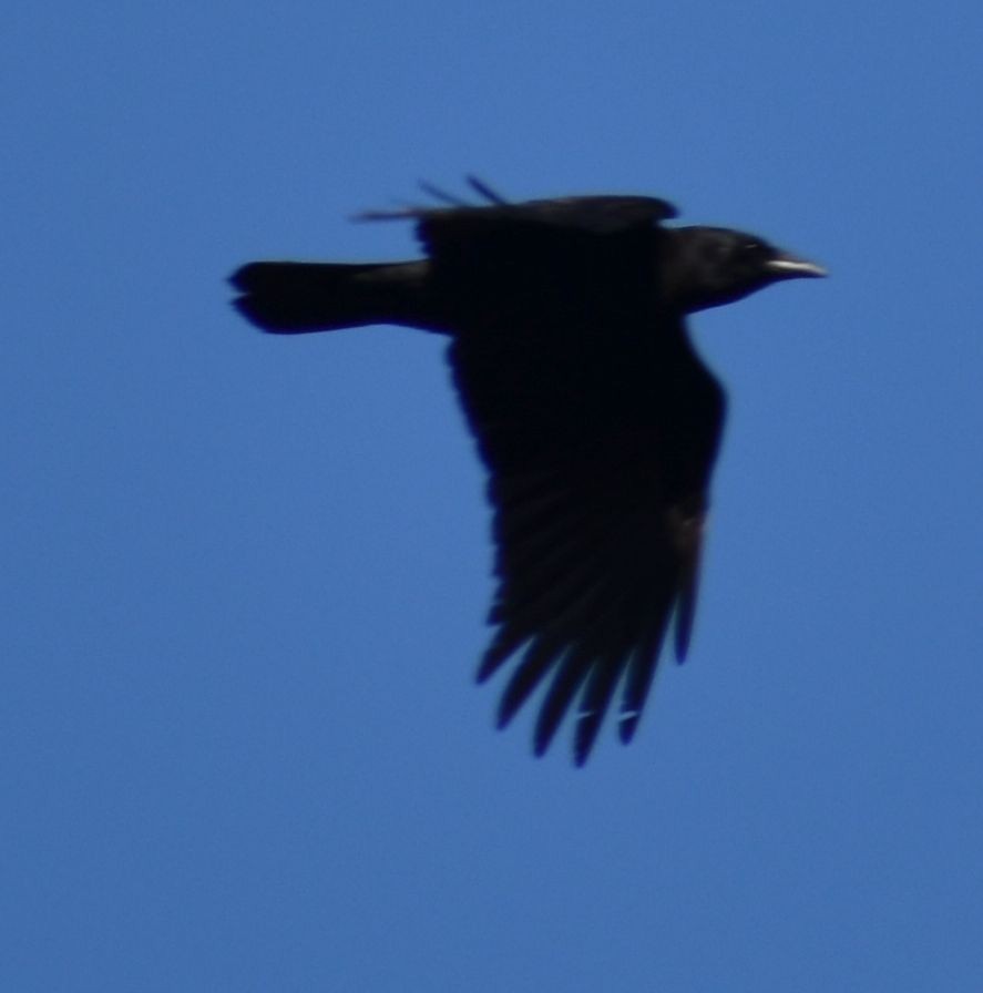 American Crow - ML620478709