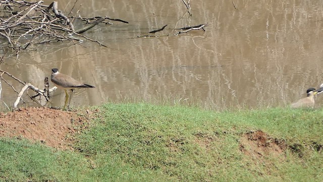 Yellow-wattled Lapwing - ML620478710