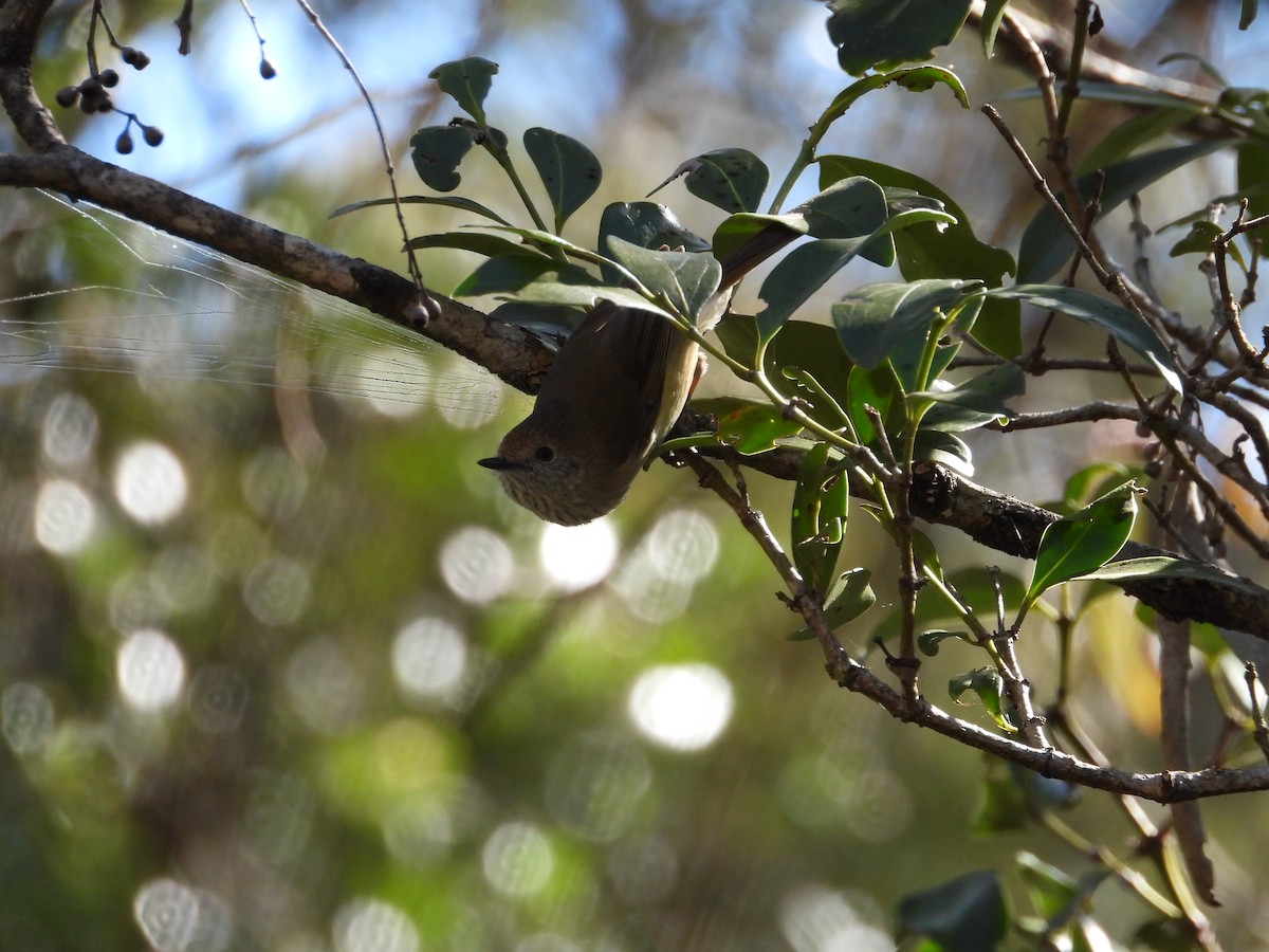 Brown Thornbill - ML620478711