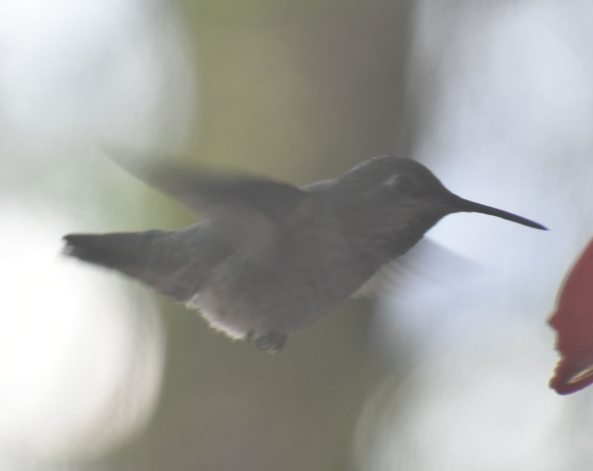 Anna's Hummingbird - ML620478712