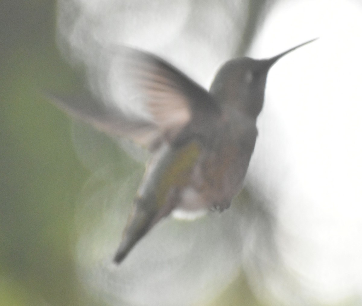 Anna's Hummingbird - ML620478713