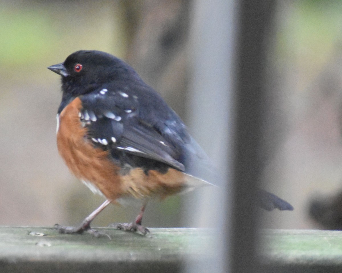 Spotted Towhee - ML620478718