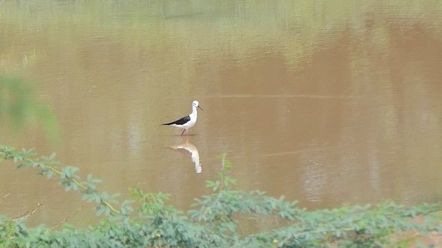 Black-winged Stilt - ML620478719