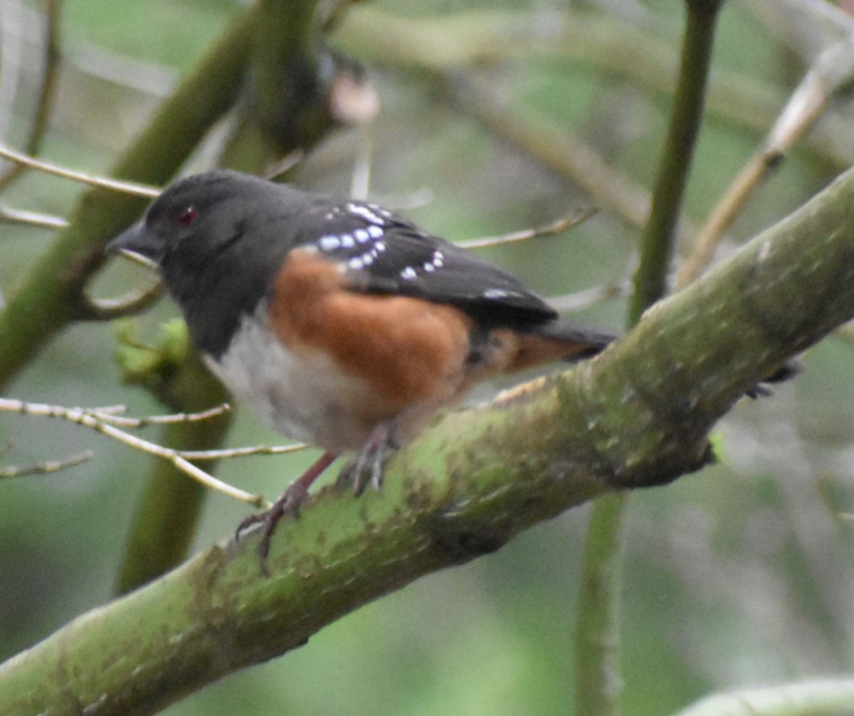 Spotted Towhee - ML620478720
