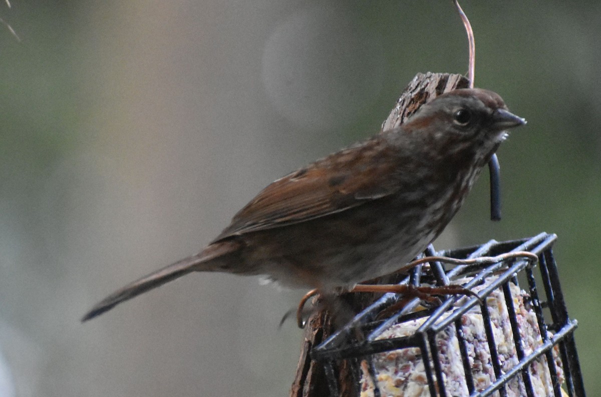 Song Sparrow - ML620478721