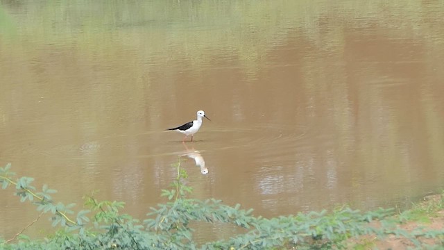 Black-winged Stilt - ML620478722