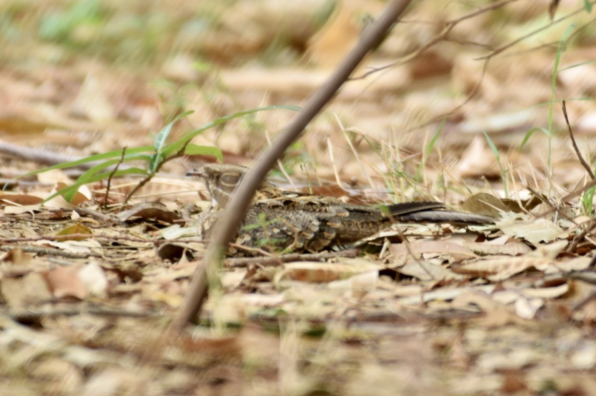 Indian Nightjar - ML620478723