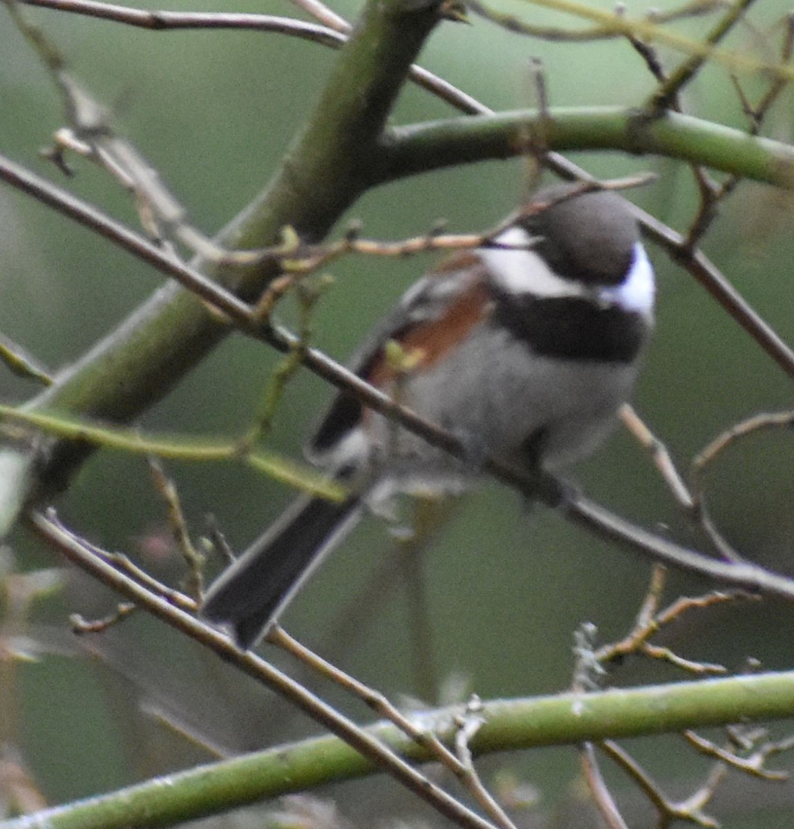 Mésange à dos marron - ML620478725