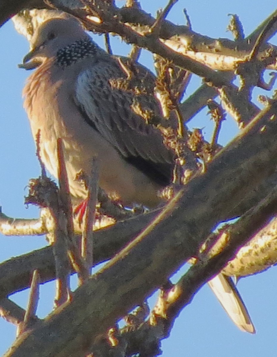 珠頸斑鳩 - ML620478726