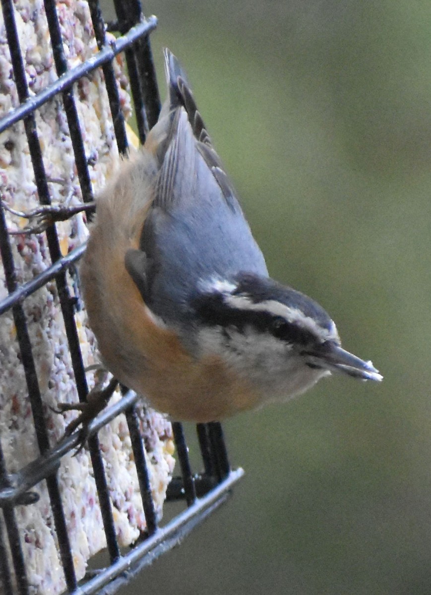 Red-breasted Nuthatch - ML620478727