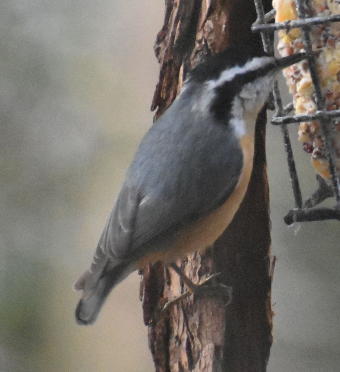 Red-breasted Nuthatch - ML620478728