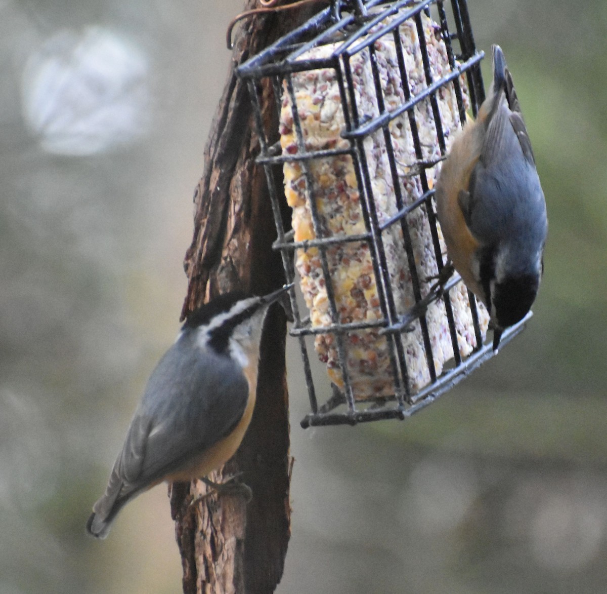 Red-breasted Nuthatch - ML620478729
