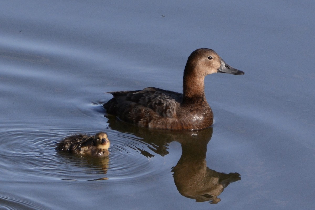 Common Pochard - Anton Kornilov