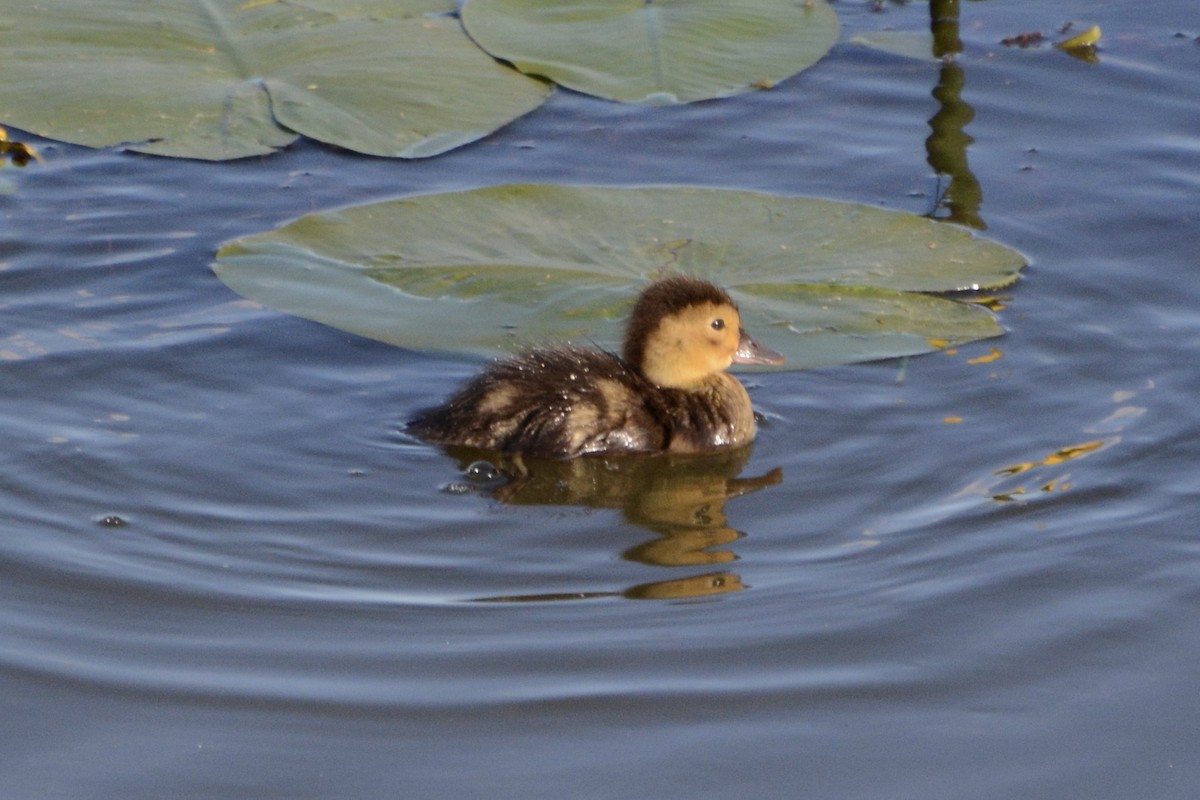 Common Pochard - ML620478733