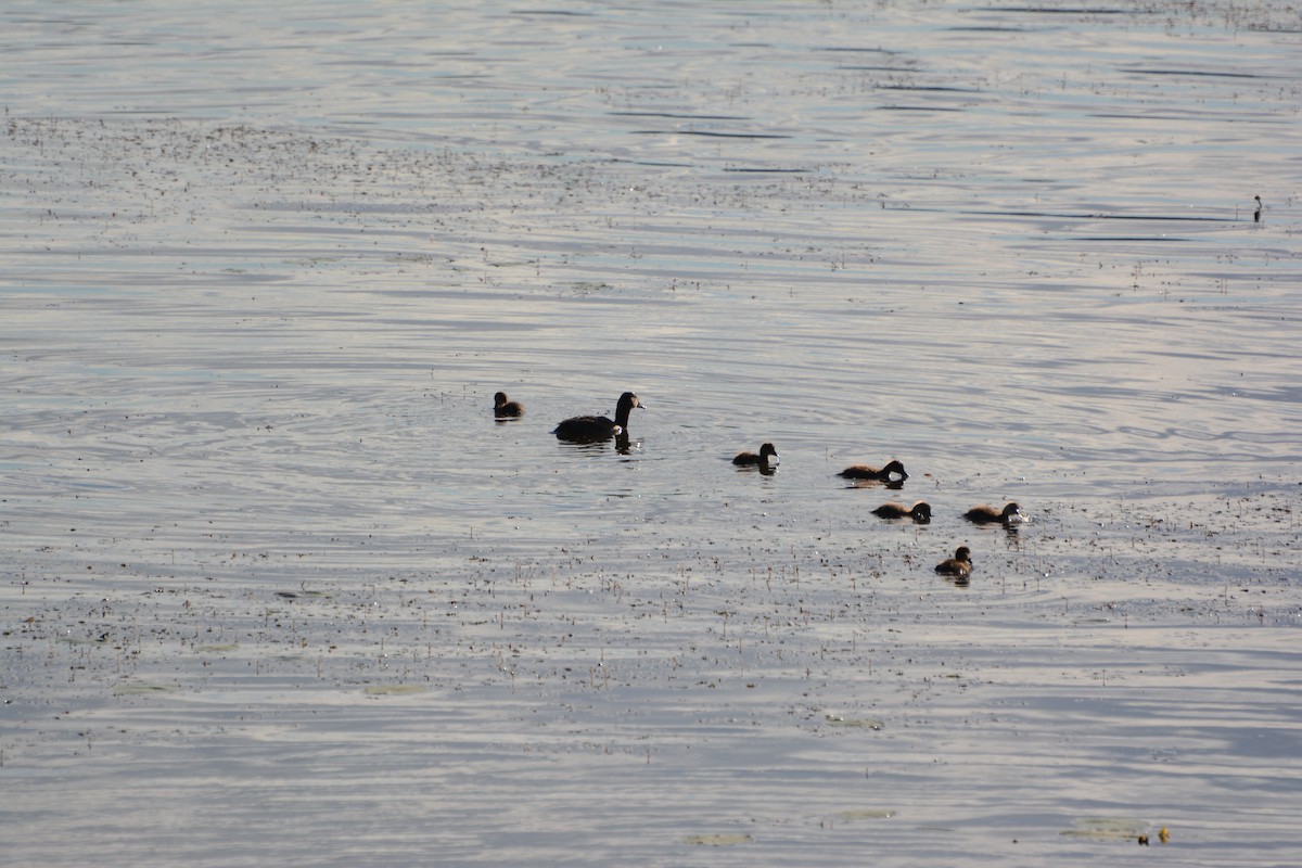 Common Pochard - ML620478734