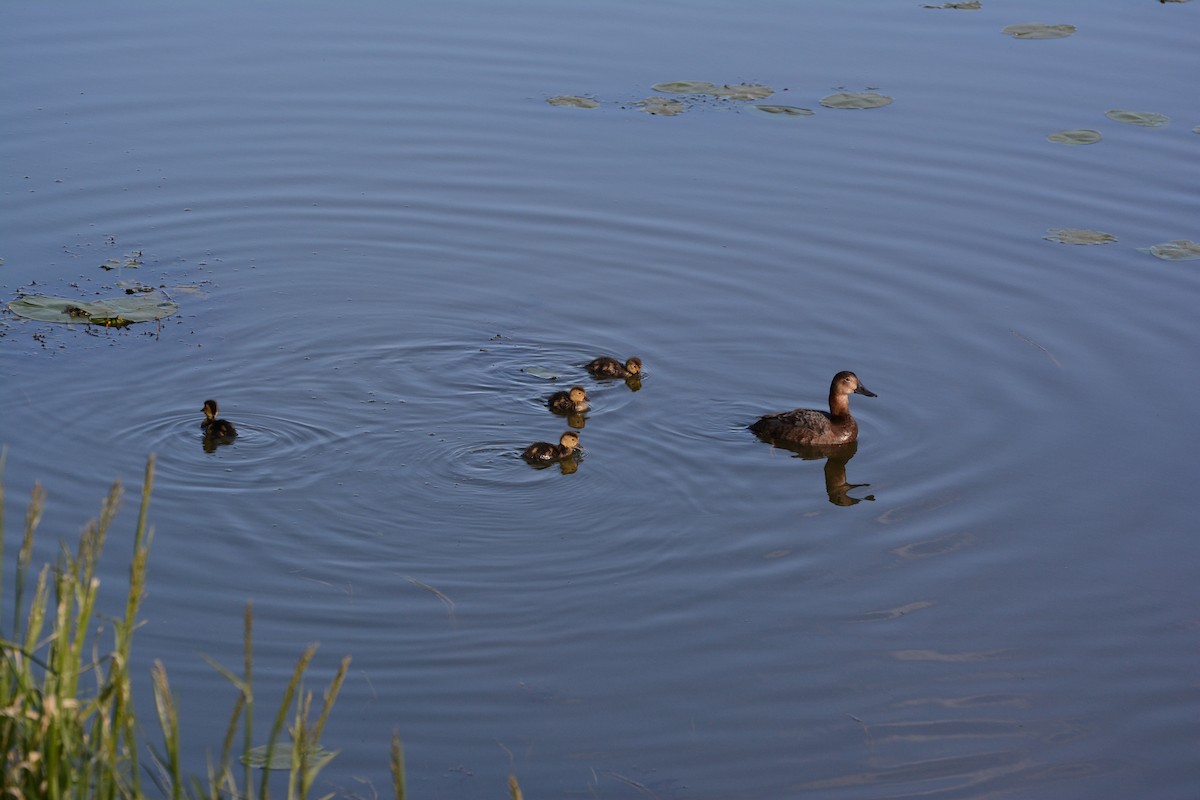 Common Pochard - ML620478735