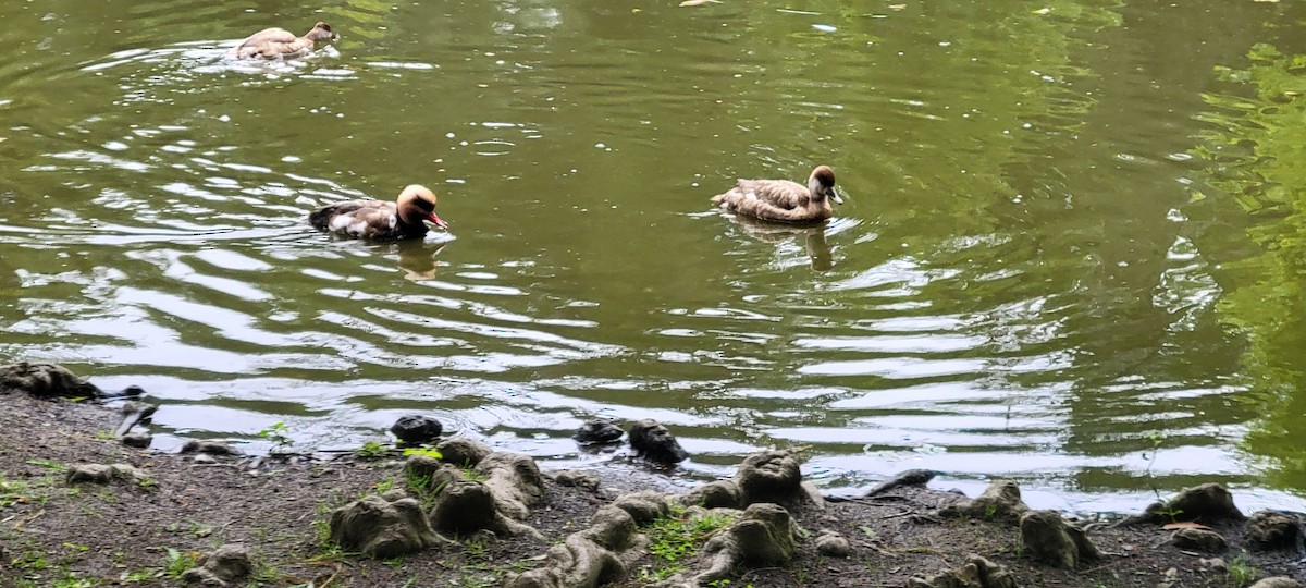 Red-crested Pochard - ML620478739