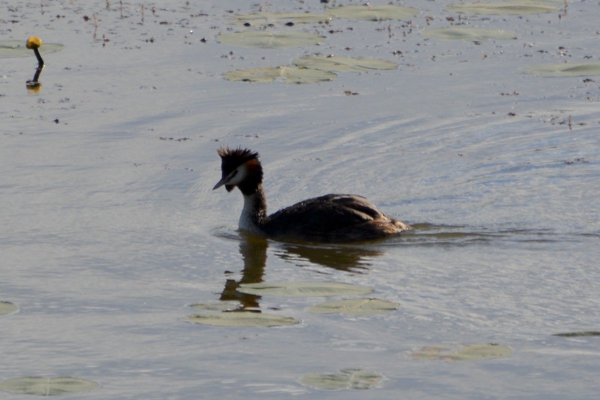 Great Crested Grebe - ML620478740