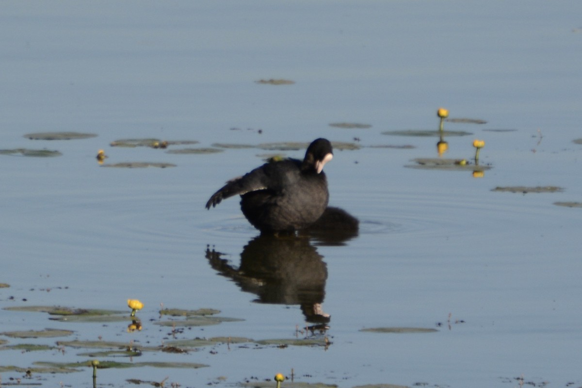 Eurasian Coot - ML620478743