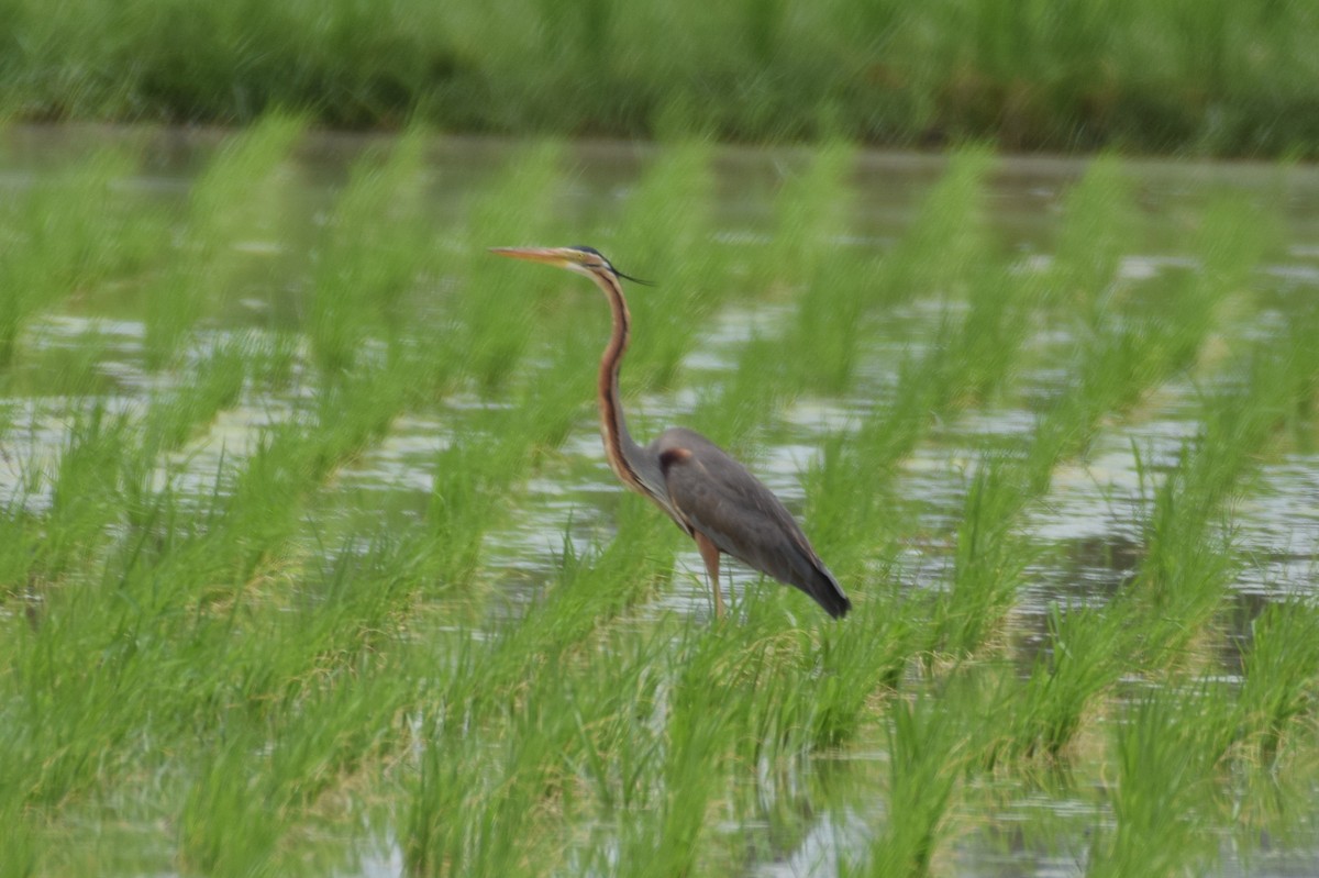 Purple Heron - ML620478746