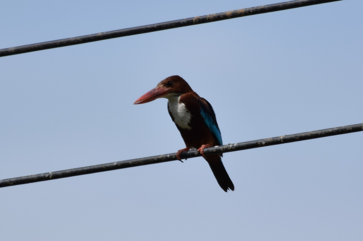 White-throated Kingfisher - ML620478749