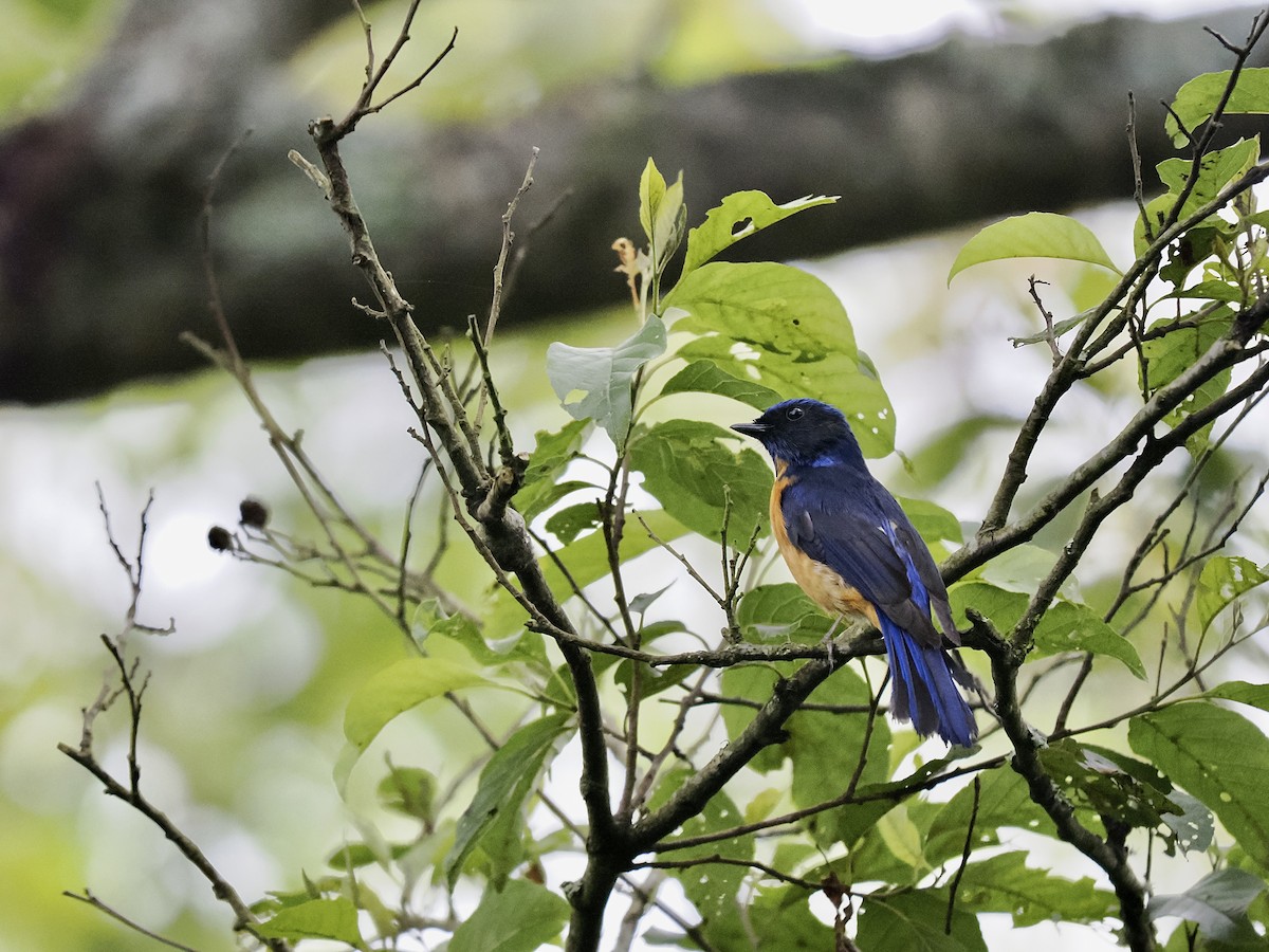 Taiwanblauschnäpper - ML620478750