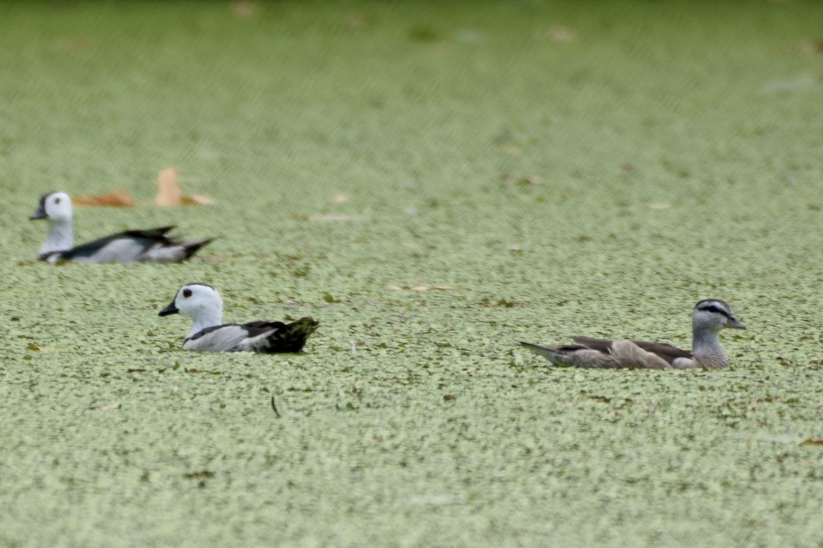 Cotton Pygmy-Goose - ML620478753