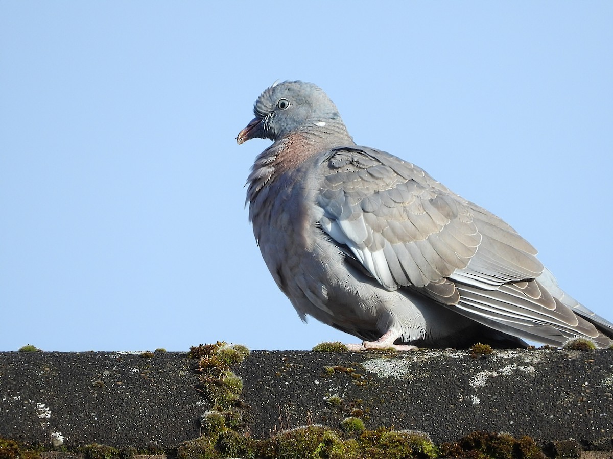 Common Wood-Pigeon - ML620478754