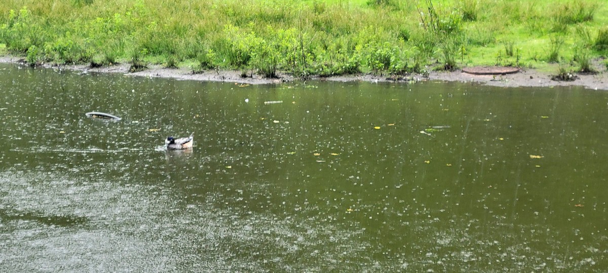 Chiloe Wigeon - ML620478756