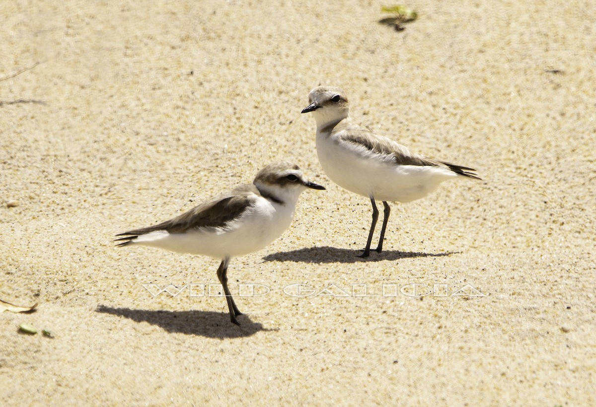 Kentish Plover - ML620478758