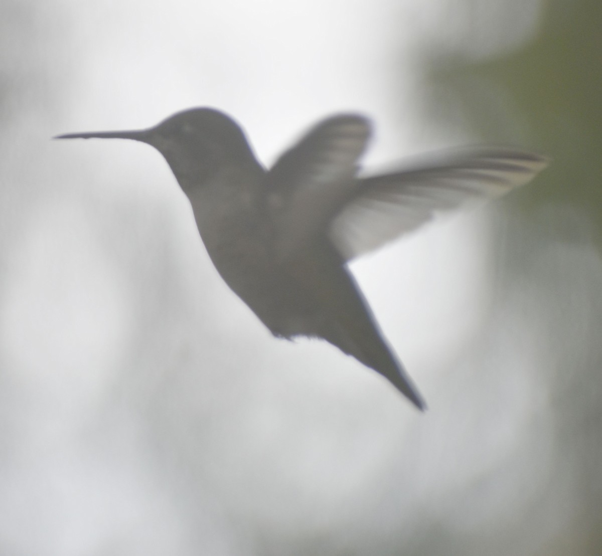 Anna's Hummingbird - ML620478759