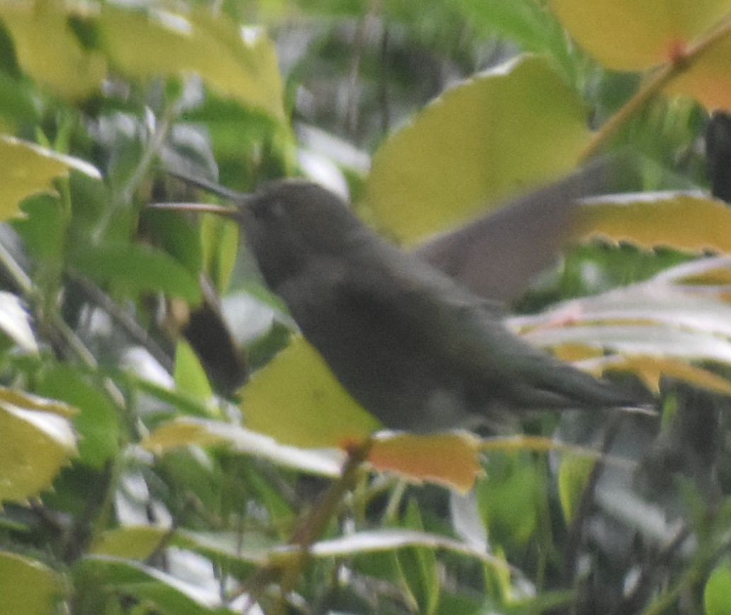 Anna's Hummingbird - ML620478760