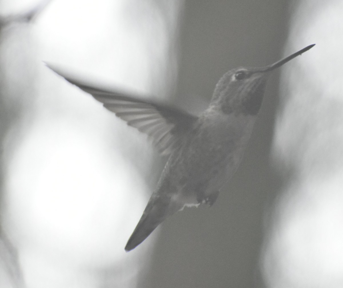 Anna's Hummingbird - ML620478761