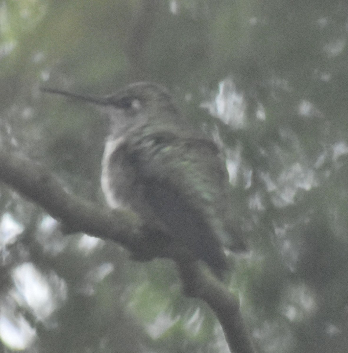 Anna's Hummingbird - ML620478762