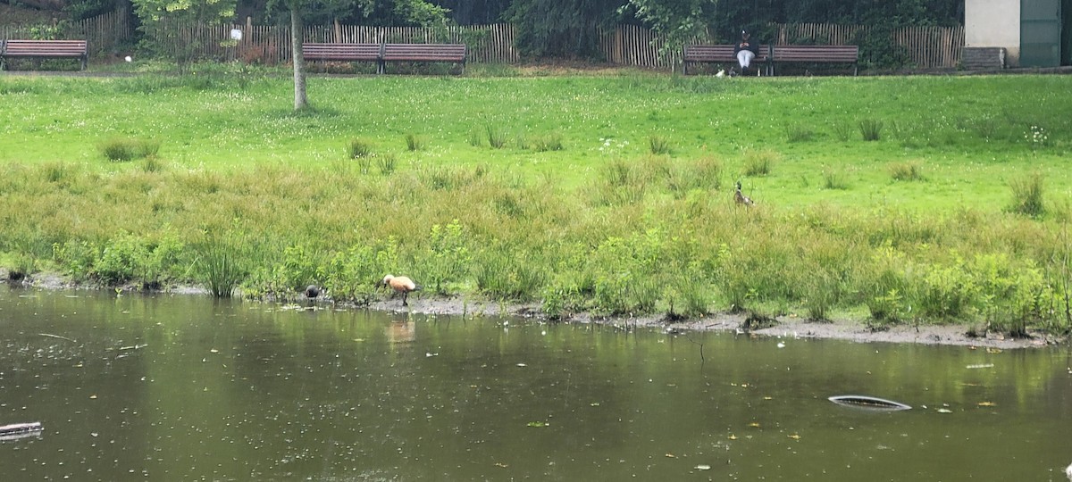 Ruddy Shelduck - ML620478764