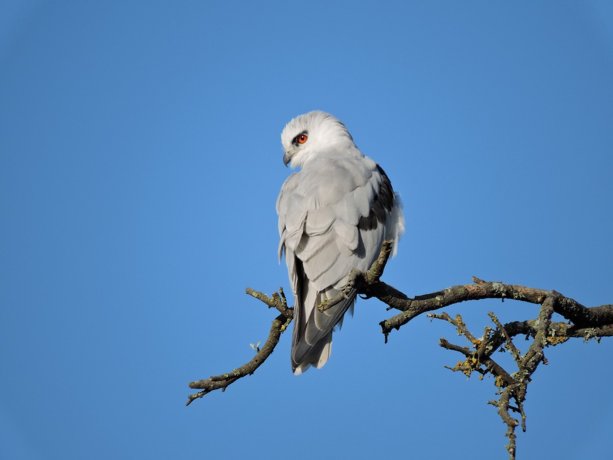 Black-shouldered Kite - Kerry Vickers