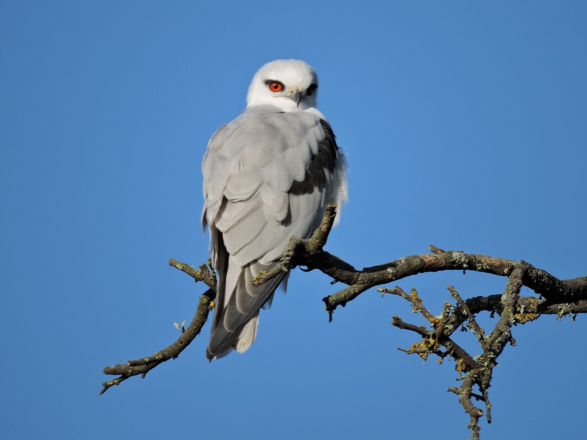 Black-shouldered Kite - ML620478773