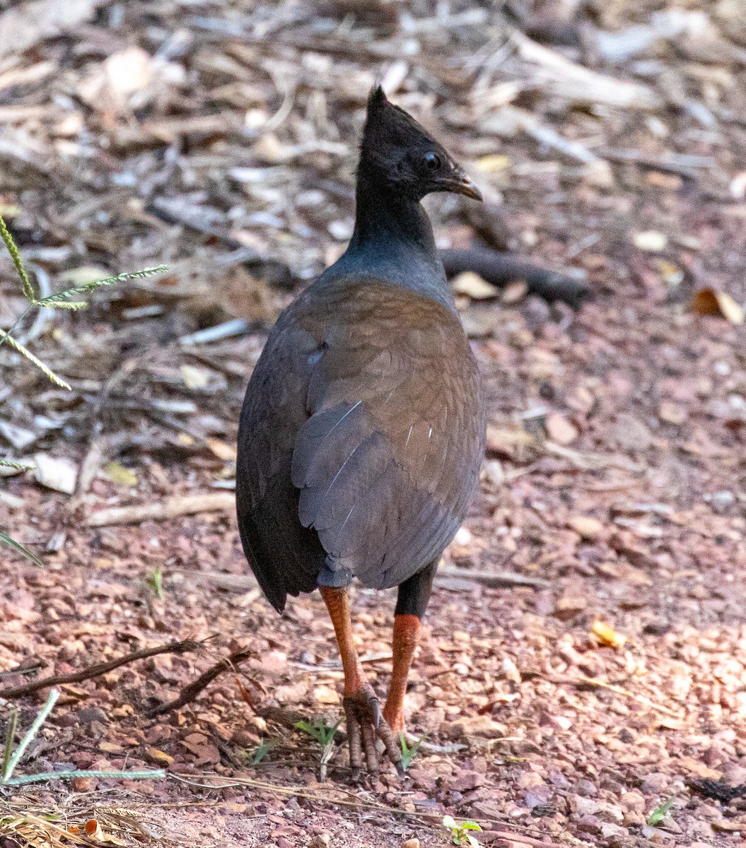 Rotbein-Großfußhuhn - ML620478774