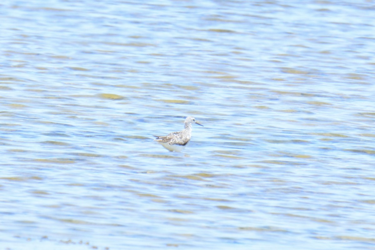 Marsh Sandpiper - ML620478776