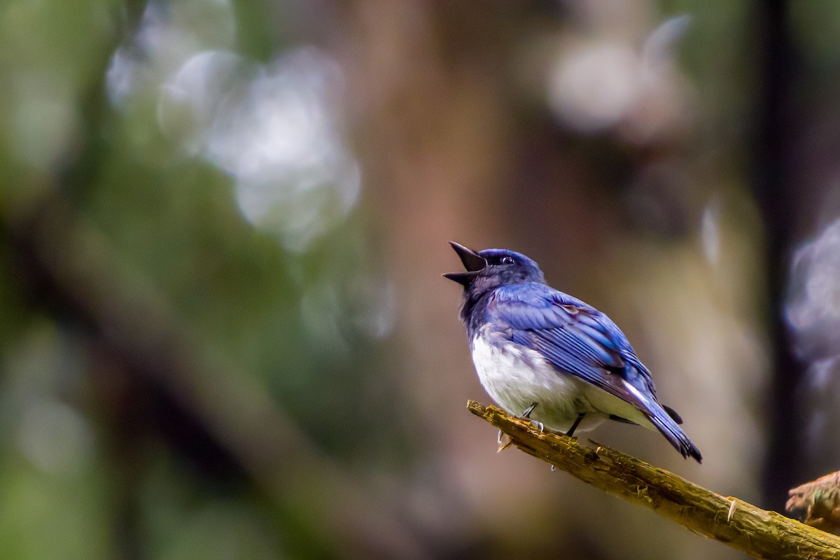 Blue-and-white Flycatcher - ML620478783