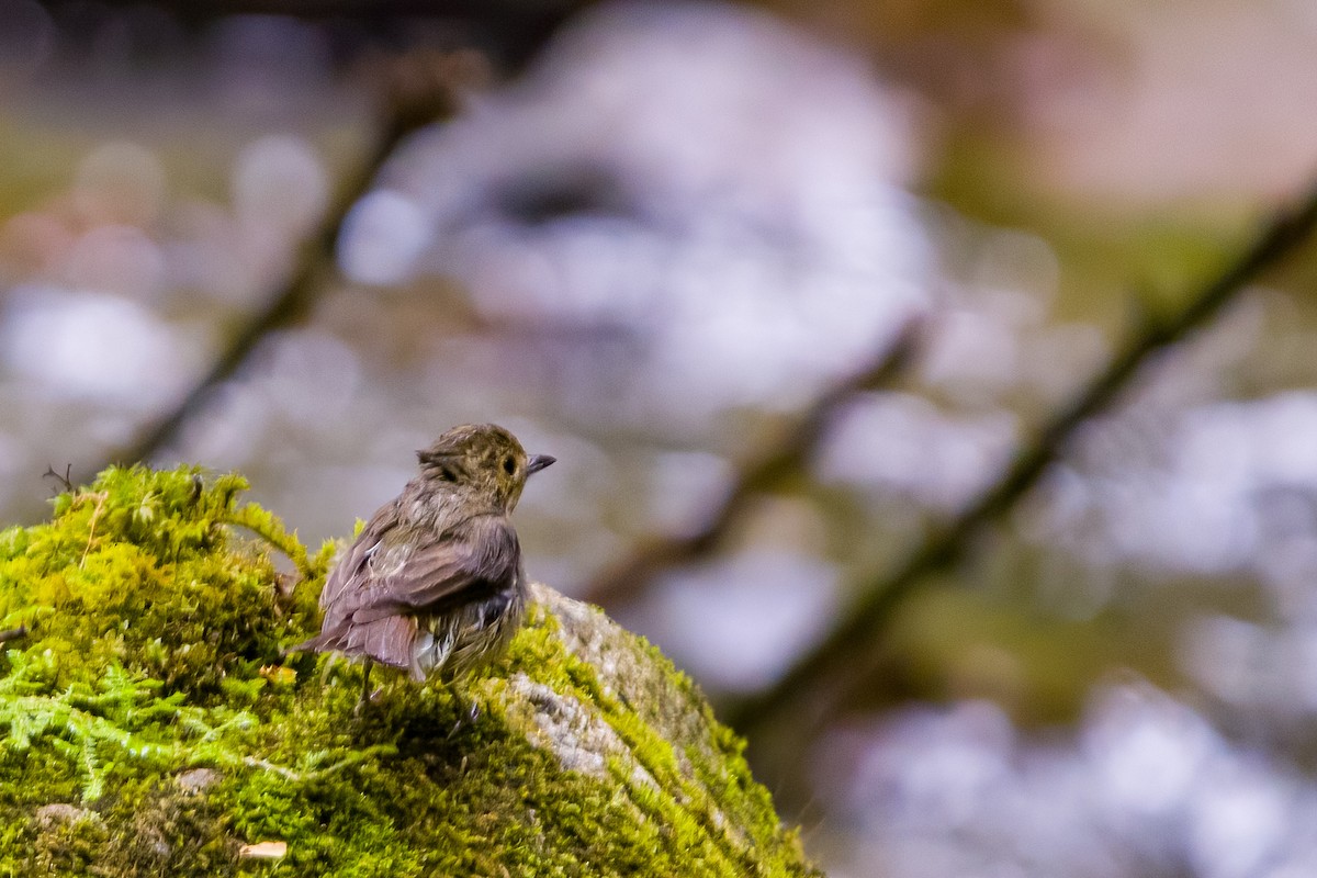 Narcissus Flycatcher - ML620478784