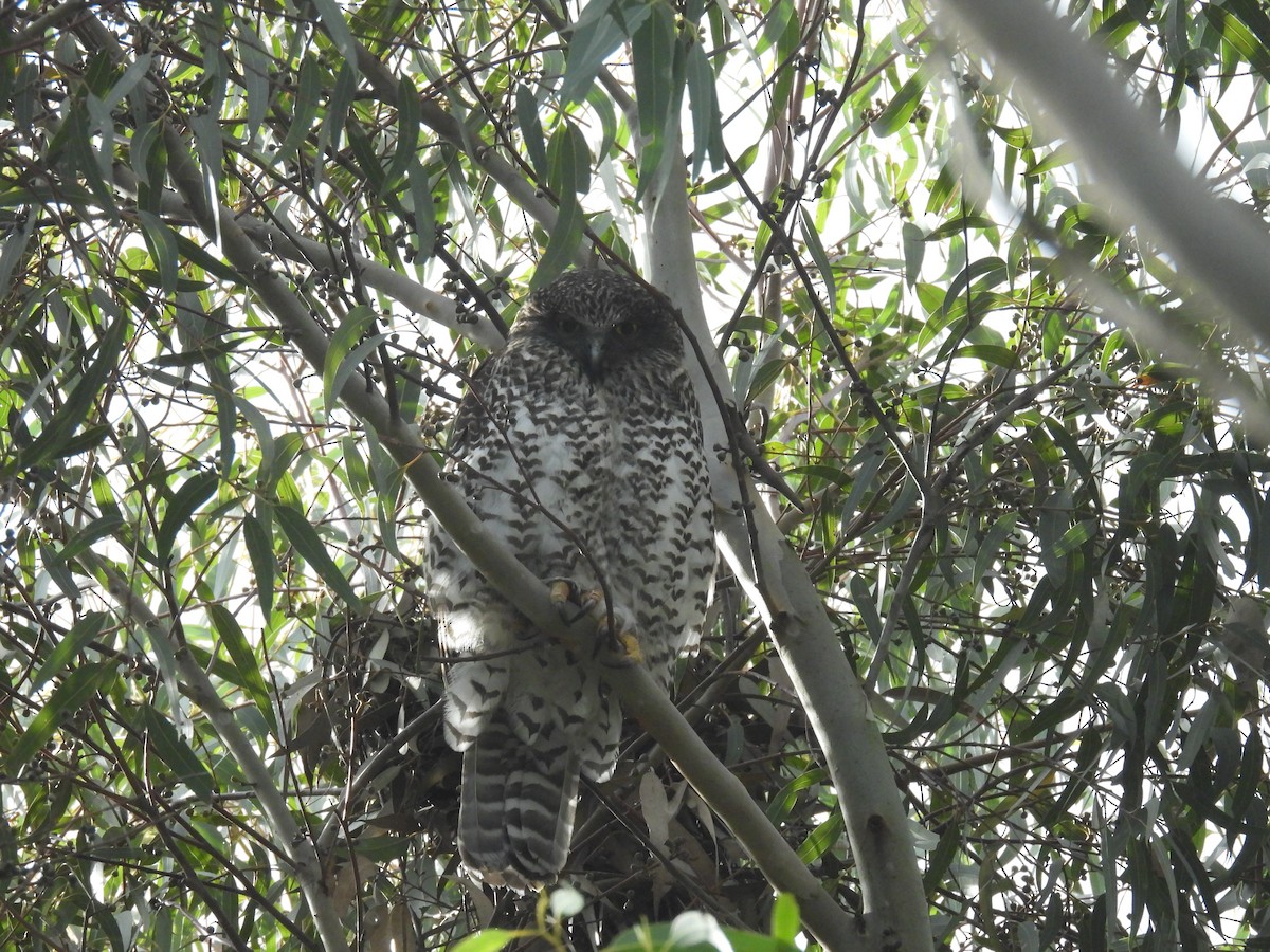 Powerful Owl - ML620478785