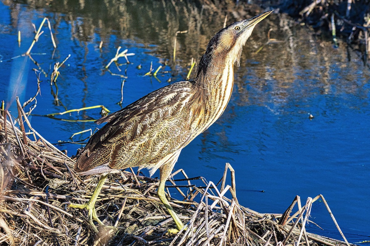 Australasian Bittern - ML620478786