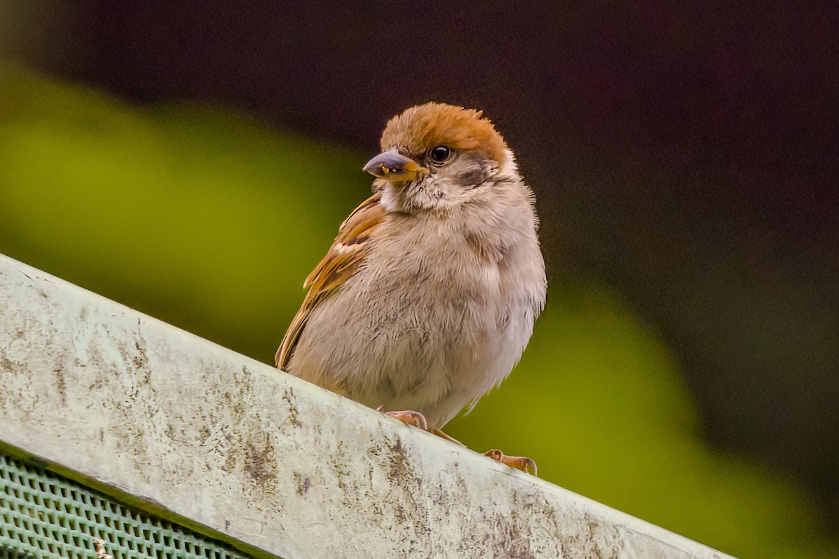 Eurasian Tree Sparrow - ML620478787