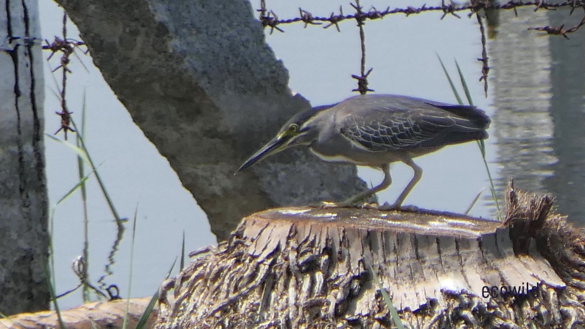 Striated Heron - ML620478788