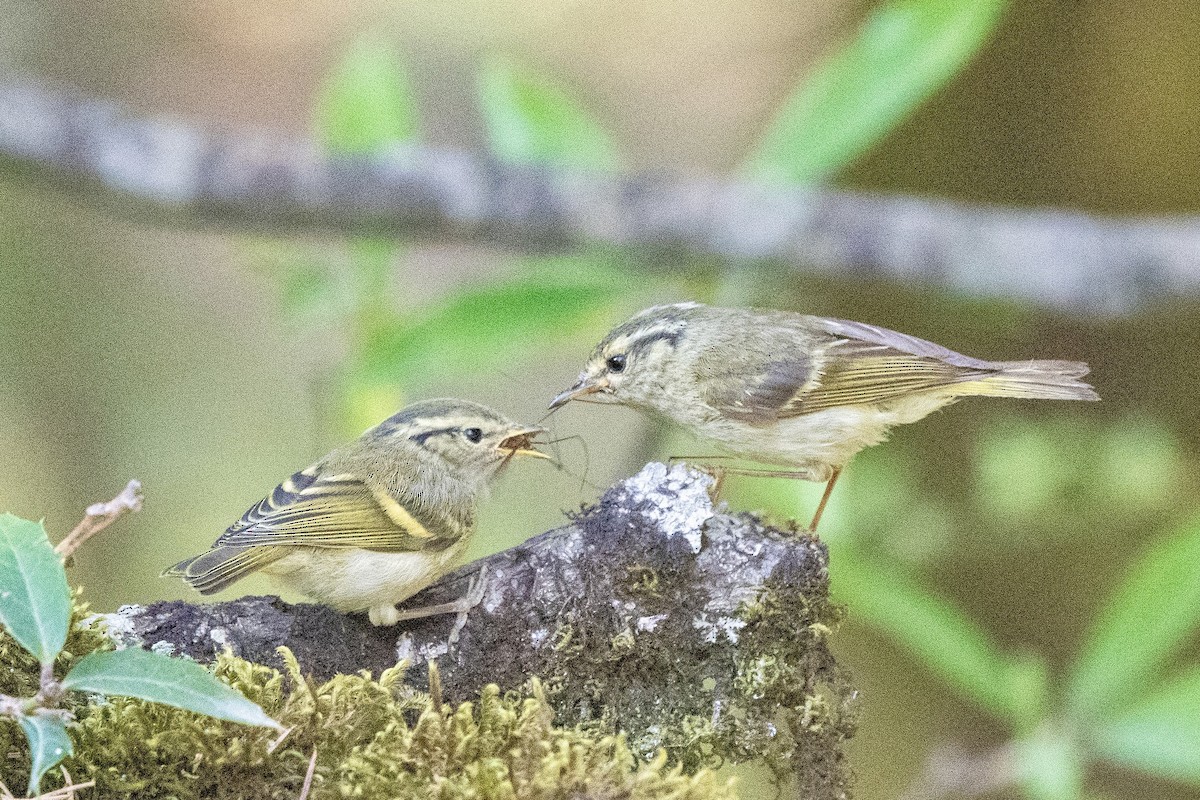 Pouillot à dos clair - ML620478789